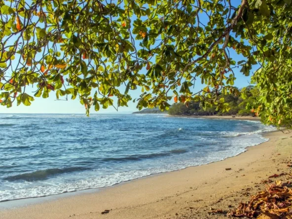 Guanacaste beach shoreline framed by tropical trees